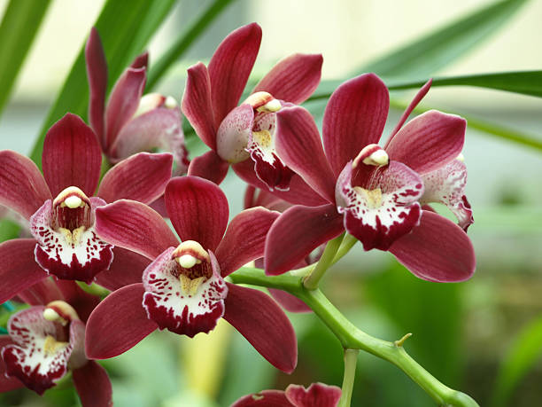 Choisir la bonne couleur pour offrir une orchidée