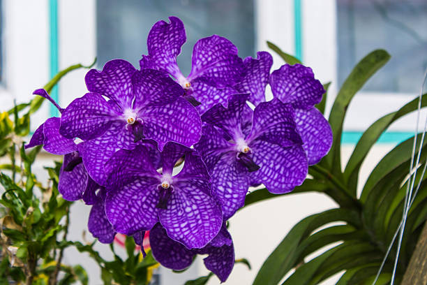 Choisir la bonne couleur pour offrir une orchidée