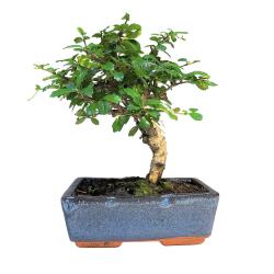 Bonsai Carmona ou Arbre à Thé - Fiche d'entretien