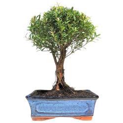 Bonsaï Myrte pot 18cm hauteur 30cm