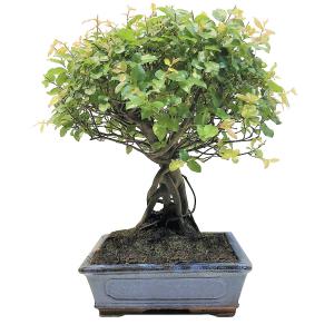 Bonsaï Sageretia pot 18 ou 20cm hauteur 35cm