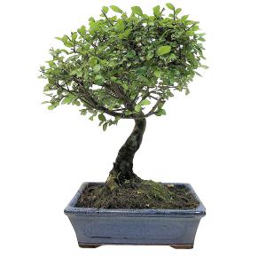Bonsaï Orme de Chine pot 18 ou 20cm hauteur 35cm