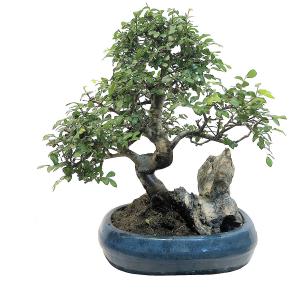 Bonsaï Orme de Chine pot 25cm hauteur 40cm