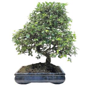 Bonsaï Orme de Chine pot 28cm hauteur 55cm