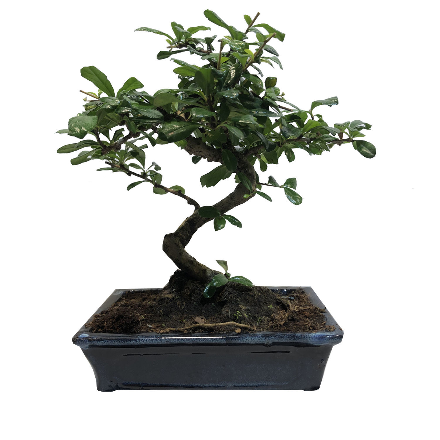 Carmona pot 18/20cm h30cm L'univers bonsaï Floralia