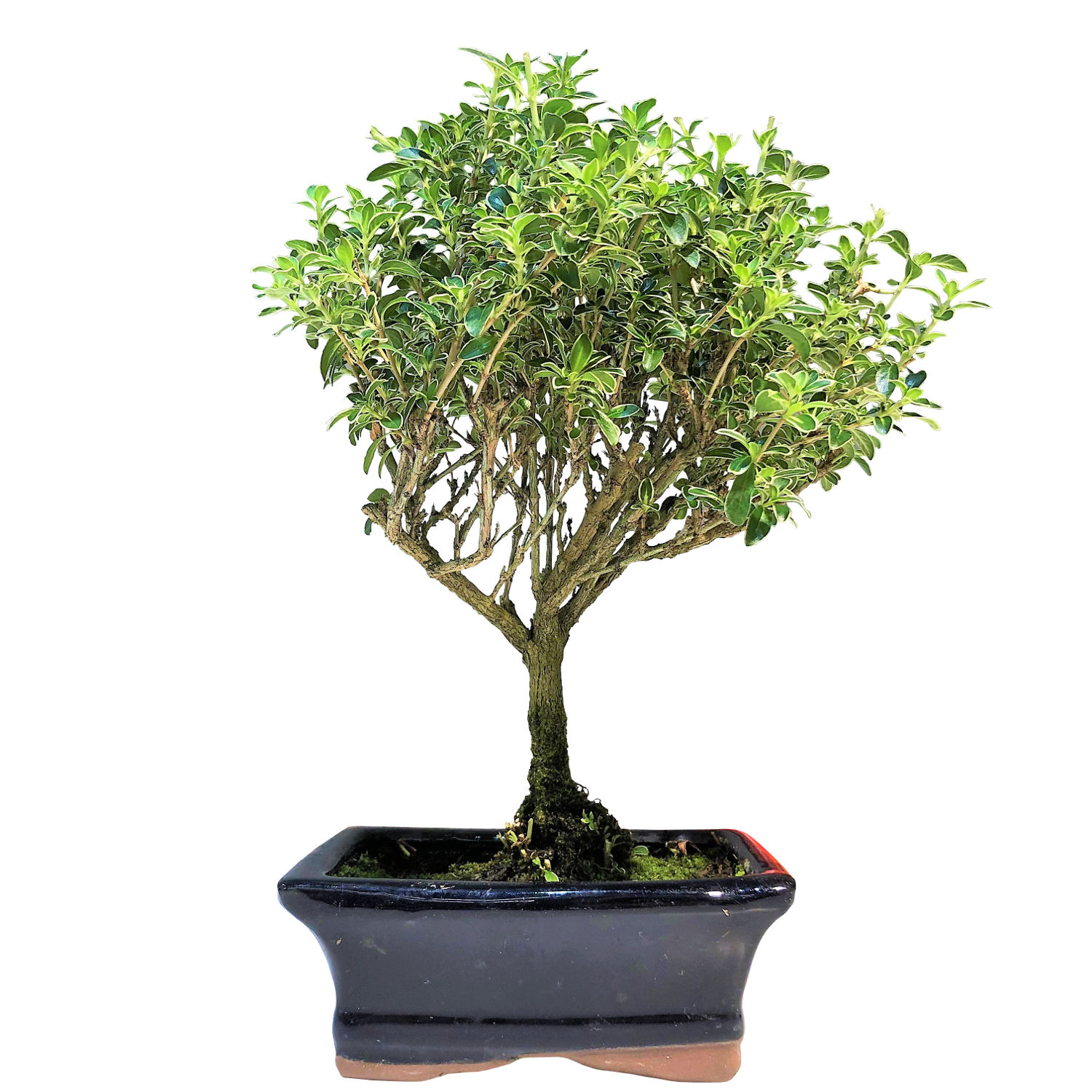 Foret SDS-Max-4 Bosch 25x400x520 Mm - Pour Béton Armé, Maçonnerie, Perforateurs SDS-Max