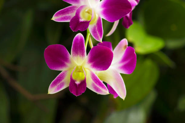 Pourquoi les orchidées nous fascinent - Challenges