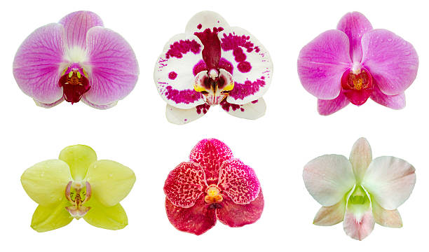 Choisir la bonne couleur pour offrir une orchidée