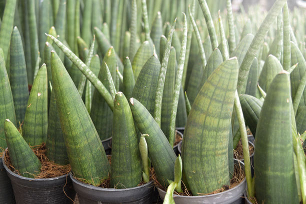 Sanseveria, plante sans entretien